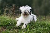 TERRIER DU TIBET 153